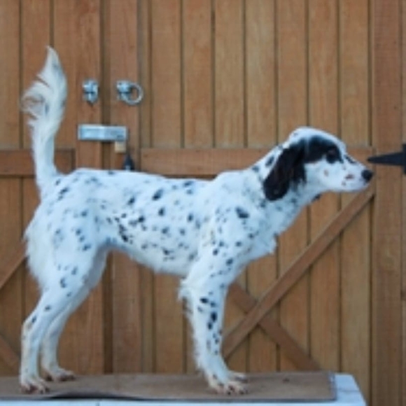 Meet your Posher, Benjamin - Picture 1 of 1